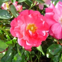 Flower Carpet® Rose 'Flower Carpet Pink'