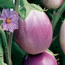 Goodness Grows® Eggplant 'Rosa Bianca'
