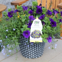 Proven Winners® Annual Planters