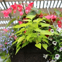 Beds and Borders® Hanging Baskets