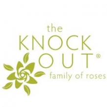 Knock Out® Roses