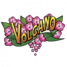 Volcano® Phlox