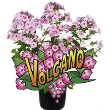 Volcano™ Phlox - To learn more: