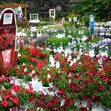 Proven Winners™ Annuals - See what Proven Winners has to offer: