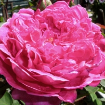 David Austin® Roses