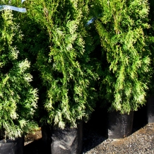 Containerized Plants