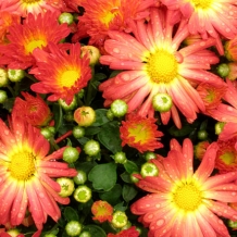 Planting Perennials & Annuals