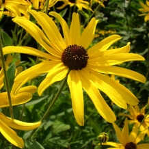 Planting Perennials & Annuals