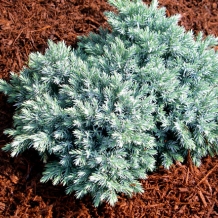 Mulch