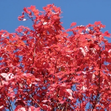 Trees