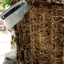Score the Roots Apart
