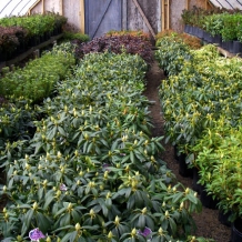 Plant Selection