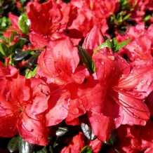 Shrubs