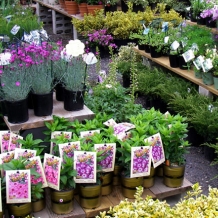 Plant Selection