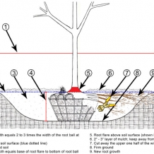 Tree Planting Detail